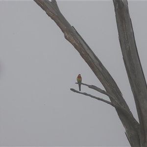 Platycercus eximius at Throsby, ACT - Today by JimL