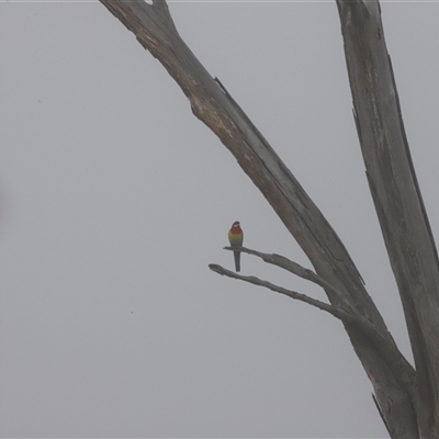 Platycercus eximius at Throsby, ACT - 17 May 2025 by JimL