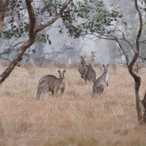 Macropus giganteus (Eastern Grey Kangaroo) at Throsby, ACT - Today by JimL