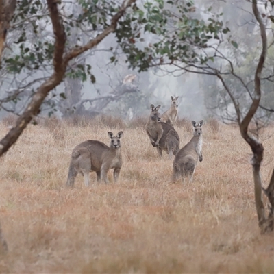 Macropus giganteus (Eastern Grey Kangaroo) at Throsby, ACT - 17 May 2025 by JimL