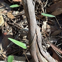 Hardenbergia violacea (False Sarsaparilla) at Bucketty, NSW - 17 May 2025 by MartinPredavec