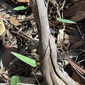 Hardenbergia violacea at Bucketty, NSW - Today by MartinPredavec
