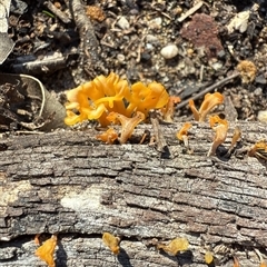 Dacrymyces sp. at Bucketty, NSW - Today by MartinPredavec