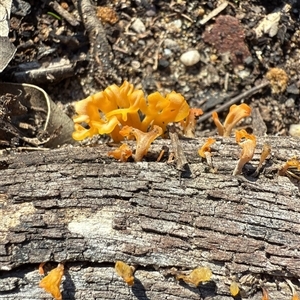 Dacrymyces sp. at Bucketty, NSW - Today by MartinPredavec