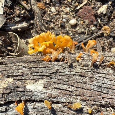 Dacrymyces sp. at Bucketty, NSW - Today by MartinPredavec