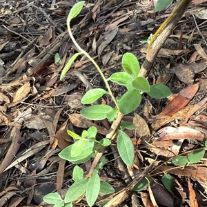 Billardiera scandens at Bucketty, NSW - Today by MartinPredavec