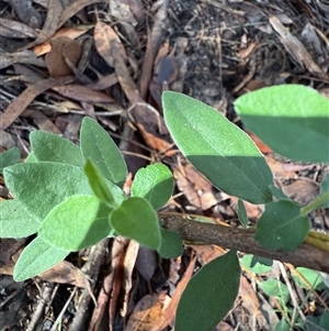 Billardiera scandens at Bucketty, NSW - 17 May 2025 12:42 PM