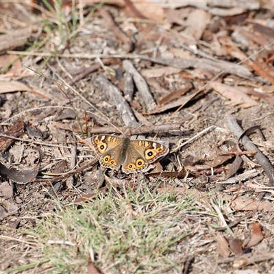 Junonia villida (Meadow Argus) by JimL