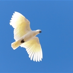 Cacatua galerita (Sulphur-crested Cockatoo) at Throsby, ACT - Yesterday by JimL