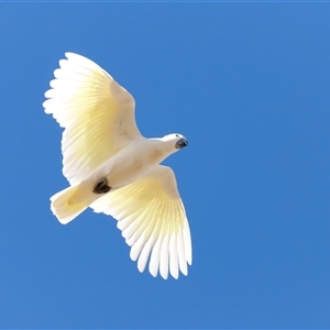 Cacatua galerita at Throsby, ACT - Today by JimL