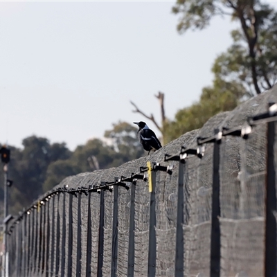 Gymnorhina tibicen (Australian Magpie) at Throsby, ACT - Yesterday by JimL