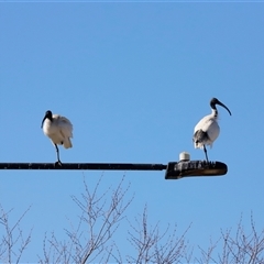 Threskiornis molucca (Australian White Ibis) at Throsby, ACT - Yesterday by JimL