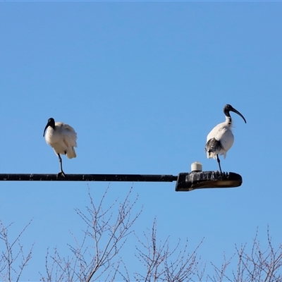 Threskiornis molucca (Australian White Ibis) at Throsby, ACT - Yesterday by JimL