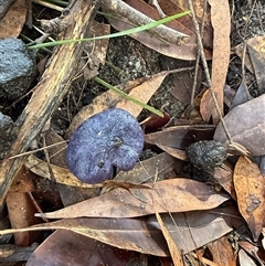 Russula sp. (genus) at Bucketty, NSW - Today by MartinPredavec