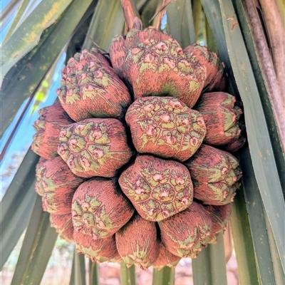 Unverified Plant at Kakadu, NT - 16 May 2025 by HelenCross