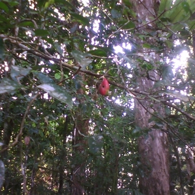 Syzygium maraca (maraca lady apple) at Syndicate, QLD - 4 Sep 2014 by JasonPStewartNMsnc2016