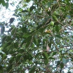 Syzygium maraca (maraca lady apple) at Syndicate, QLD - 25 Oct 2014 by JasonPStewartNMsnc2016
