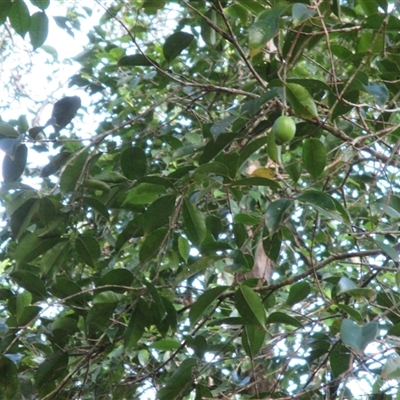 Syzygium maraca (maraca lady apple) at Syndicate, QLD - 25 Oct 2014 by JasonPStewartNMsnc2016