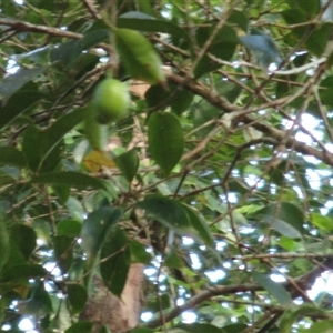 Syzygium maraca at Syndicate, QLD - 25 Oct 2014 04:23 PM