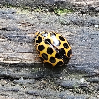 Harmonia conformis (Common Spotted Ladybird) at Braidwood, NSW - Today by MatthewFrawley
