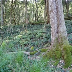 Backhousia myrtifolia (Carrol, Grey Myrtle, Cinnamon Myrtle) at Bermagui, NSW - 14 May 2025 by plants