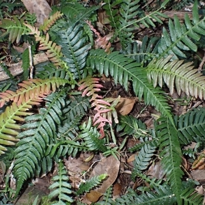 Blechnum neohollandicum (Prickly Rasp Fern) at Bermagui, NSW - 14 May 2025 by plants