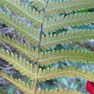 Christella dentata at Bermagui, NSW - 14 May 2025 01:54 PM