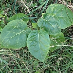 Solanum betaceum (Tree Tomato, or Tamarillo) at Bermagui, NSW - 14 May 2025 by plants