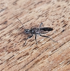 Unverified Assassin bug (Reduviidae) at Braidwood, NSW - Today by MatthewFrawley