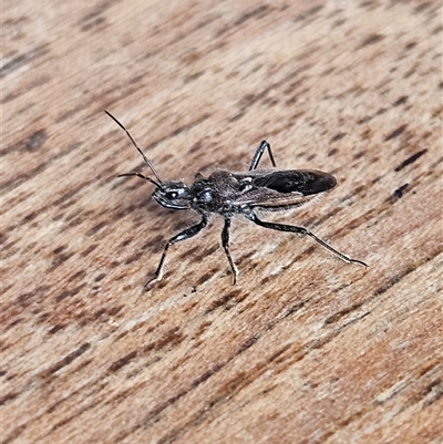 Unverified Assassin bug (Reduviidae) at Braidwood, NSW - Today by MatthewFrawley