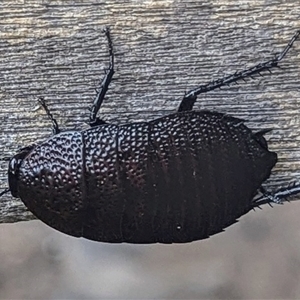 Unverified Cockroach (Blattodea, several families) at Kakadu, NT - Today by HelenCross
