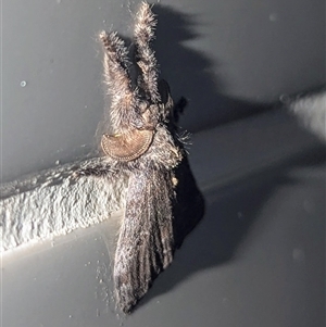 Unverified Moth (Lepidoptera) at Kakadu, NT - Yesterday by HelenCross