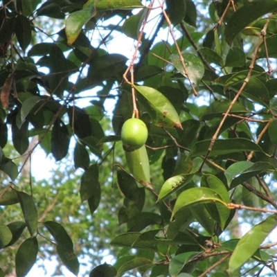 Syzygium maraca (maraca lady apple) at Syndicate, QLD - 31 Oct 2014 by JasonPStewartNMsnc2016