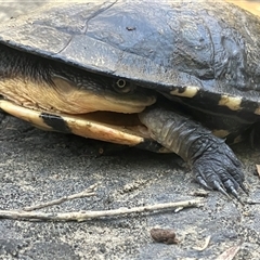 Chelodina longicollis (Eastern Long-necked Turtle) at Mount George, NSW - 16 Dec 2024 by JenniferS