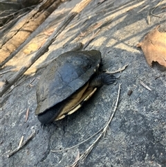 Chelodina longicollis at Mount George, NSW - suppressed