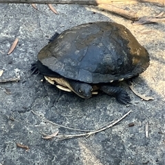 Chelodina longicollis at Mount George, NSW - suppressed