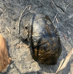 Chelodina longicollis at Mount George, NSW - suppressed