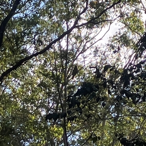 Ninox strenua at Mount George, NSW - suppressed