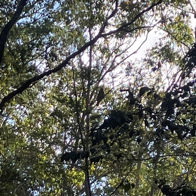 Ninox strenua (Powerful Owl) at Mount George, NSW - 2 Sep 2023 by JenniferS