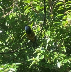 Pachycephala pectoralis (Golden Whistler) at Mount George, NSW - 26 May 2024 by JenniferS