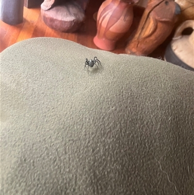 Badumna insignis (Black House Spider) at Mount George, NSW - 5 Nov 2023 by JenniferS