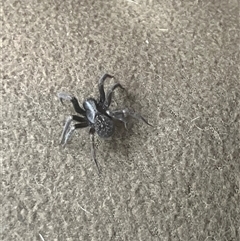 Badumna insignis at Mount George, NSW - suppressed