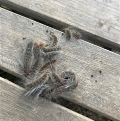 Lithosiini (IMMATURE) at Mount George, NSW - suppressed