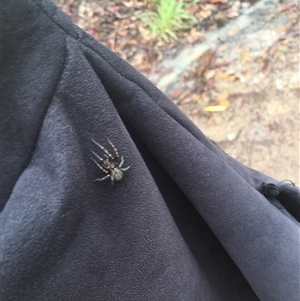 Badumna (genus) (Lattice-web spider) at Mount George, NSW - 12 Dec 2020 by JenniferS