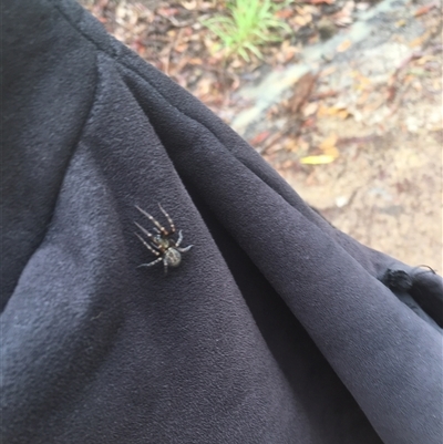 Badumna sp. (genus) (Lattice-web spider) at Mount George, NSW - 12 Dec 2020 by JenniferS