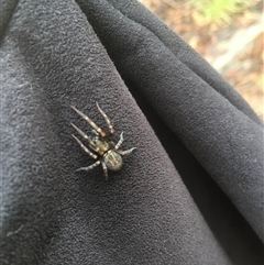 Badumna (genus) at Mount George, NSW - suppressed