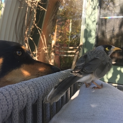 Manorina melanocephala (Noisy Miner) at Mount George, NSW - 16 Nov 2020 by JenniferS