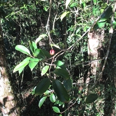 Syzygium maraca (maraca lady apple) at Syndicate, QLD - 17 Nov 2014 by JasonPStewartNMsnc2016