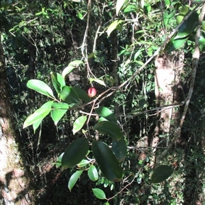 Syzygium maraca at Syndicate, QLD - 17 Nov 2014 05:06 PM