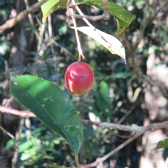 Syzygium maraca at Syndicate, QLD - 17 Nov 2014 05:06 PM